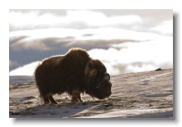 Musk Ox_ANL_8536